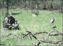 Turkey decoys