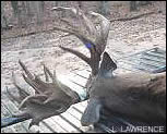 Tennessee buck