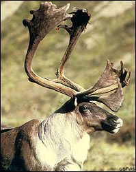 Caribou