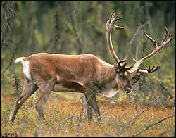 Caribou