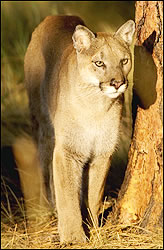 Cougar