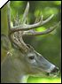 Whitetail deer