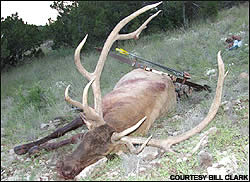 Elk