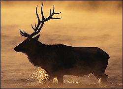 Elk