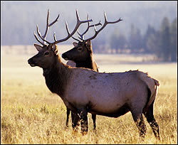 Elk