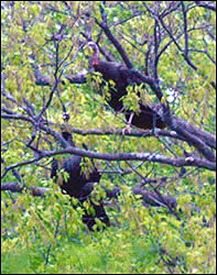 Arkansas Turkey Scouting - Tips for turkey season