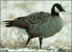 Canada Goose