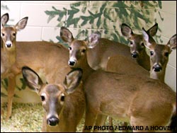 Mad deer
