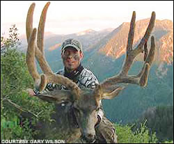 Mule deer
