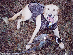 Nebraska pheasant
