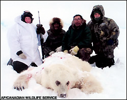 Polar-grizzly bear mix