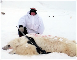 Polar bear