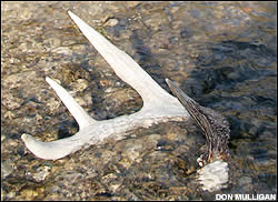 Shed antler