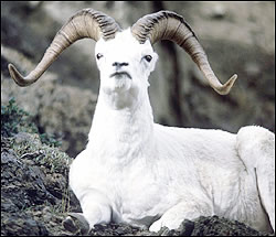 Dall sheep