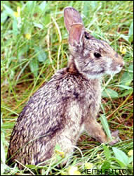 Swamp rabbit