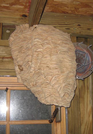 hornets nest representation
