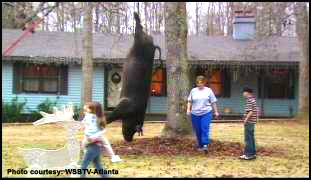 Hogzilla!