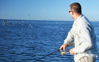 brown beach bait blast