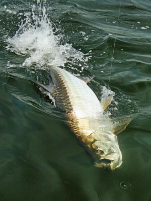 brown beach bait blast