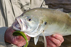 brown beach bait blast