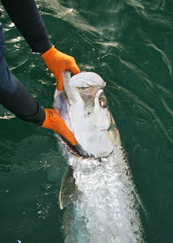 tarpon boca grande pass