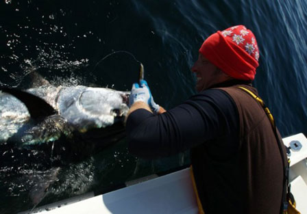 cape cod bluefin tuna