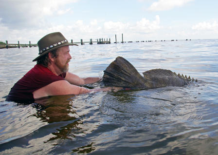Goliath grouper