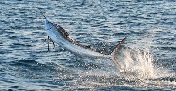 florida keys sailfish