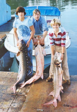 white sturgeon