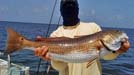 July reader gallery saltwater
