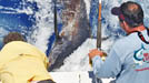 key west marlin tournament