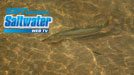 Saltwater TV