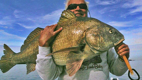 saltwater brown black drum