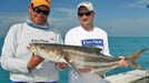 saltwater brown