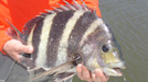 saltwater sheepshead
