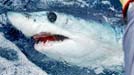 mako shark saltwater