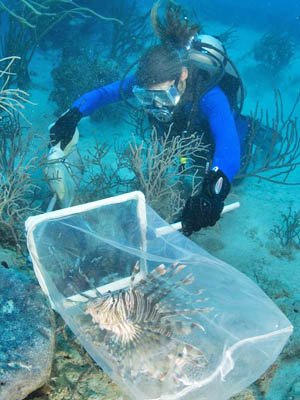 A diver is careful while gathering one of the venomous lionfish.