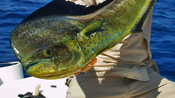 Saltwater dorado mahi-mahi dolphin fish shangle
