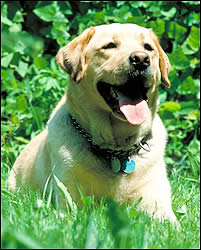 Yellow lab