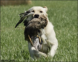 Yellow lab