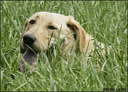 Yellow lab