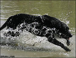 Black lab