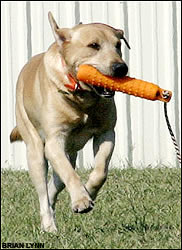 Yellow lab