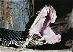 Water Moccasin