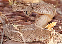 Rattle Snake