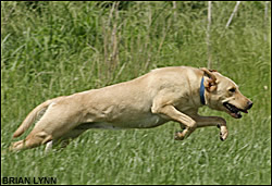 Running Lab
