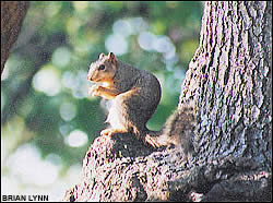 Squirrel
