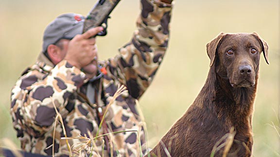 retrievers