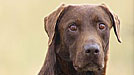 Sookie