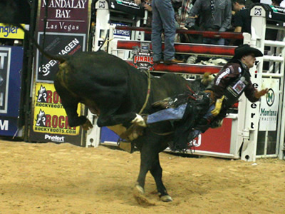 bull riding wrecks carriage